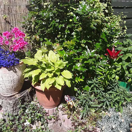 Borowiak ポビエロボ